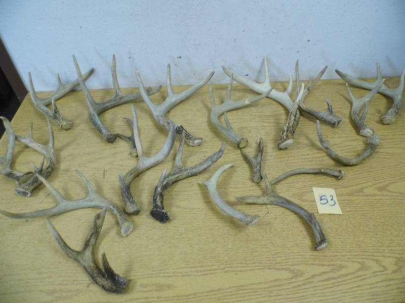 Assorted Deer Antlers
