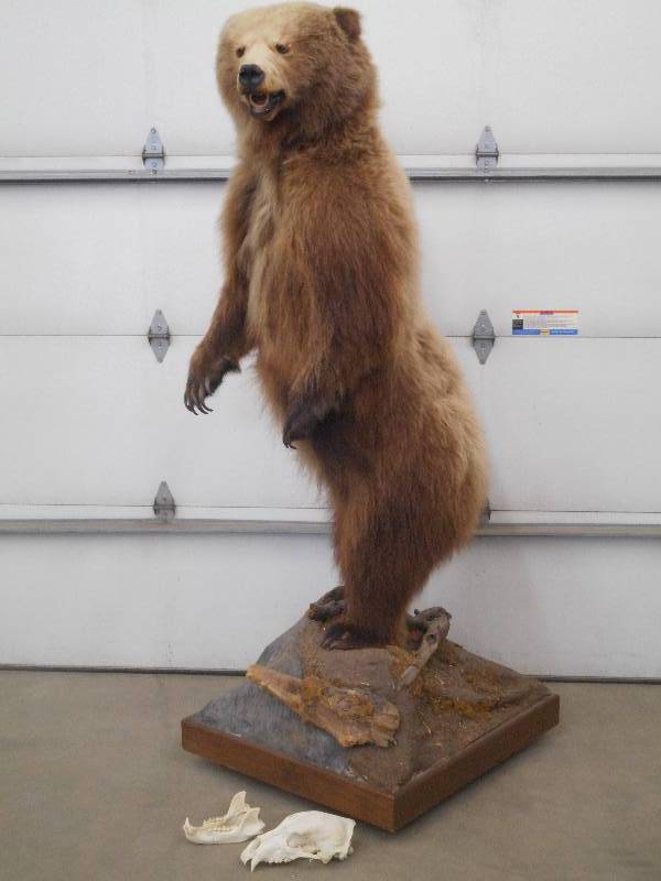 RESERVE MET Admiralty Island Alaskan Grizzly Bear Mount
