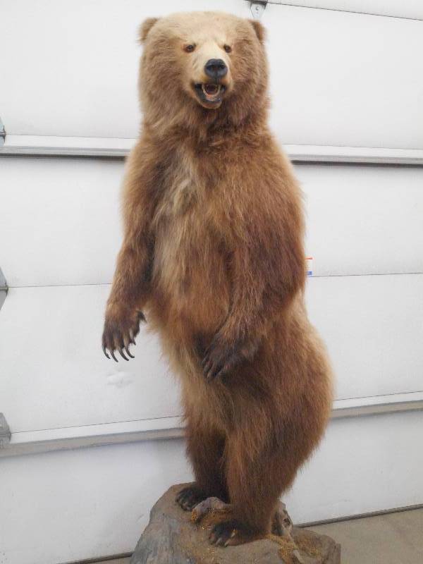 grizzly bear full body mount