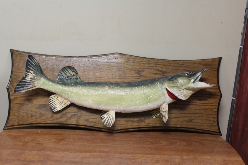 lot 66 image: Taxidermy Fish
