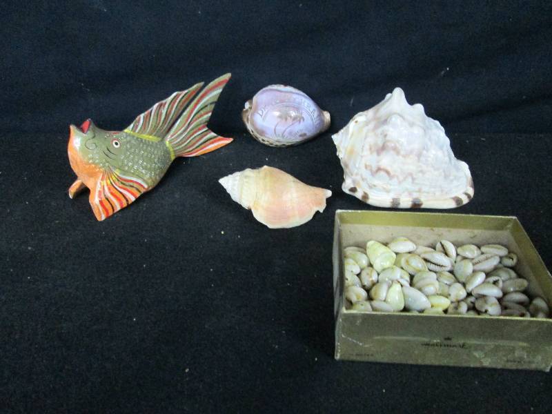 Sea Shells