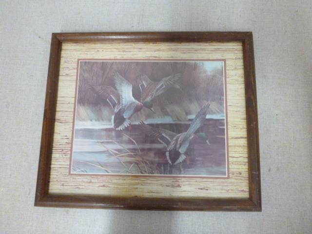 Mallard Framed Print