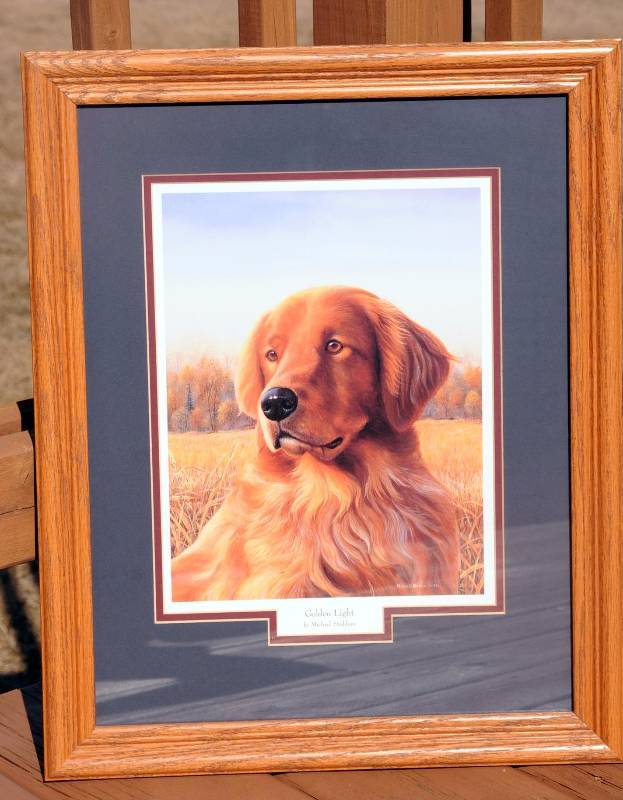 Golden Retriever Print