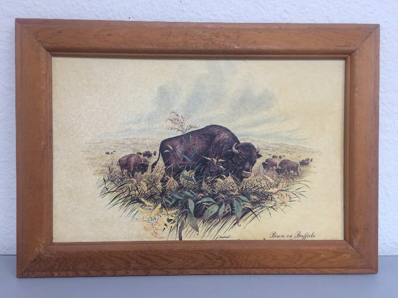 Ducks and Bison Prints
