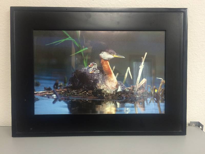 Duck Picture