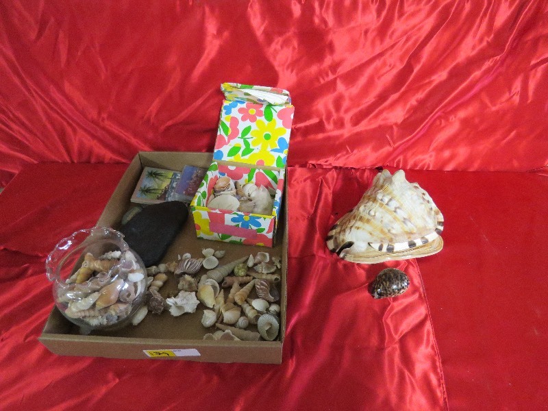 lot 79 image: Shells