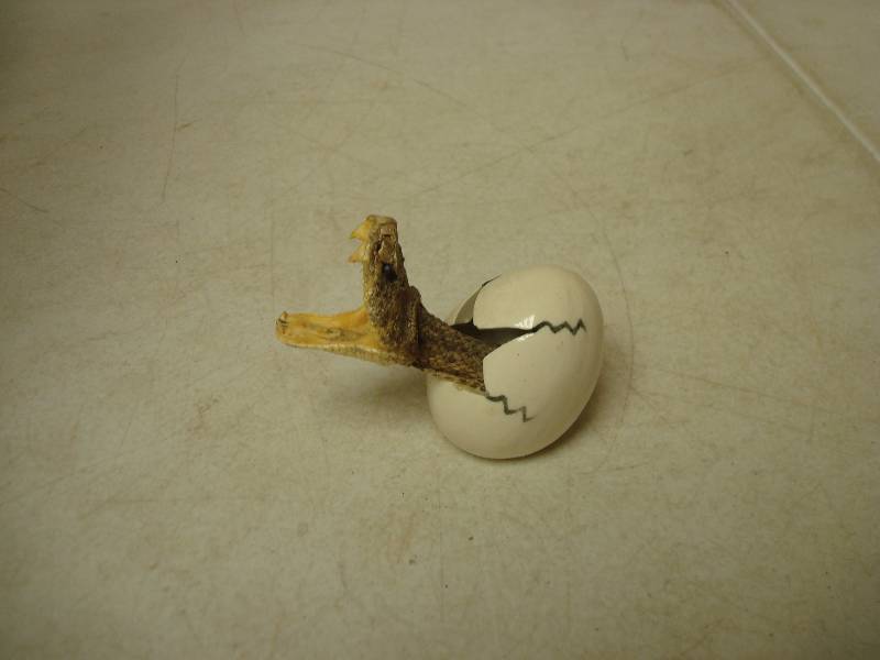 lot 18 image: Small Snake Head Decor, Real Snake Head