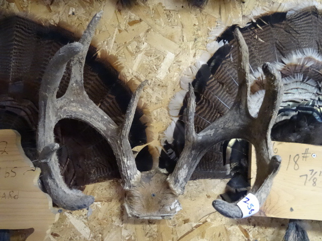lot 256 image: White Tail Deer Rack. Has Velvet