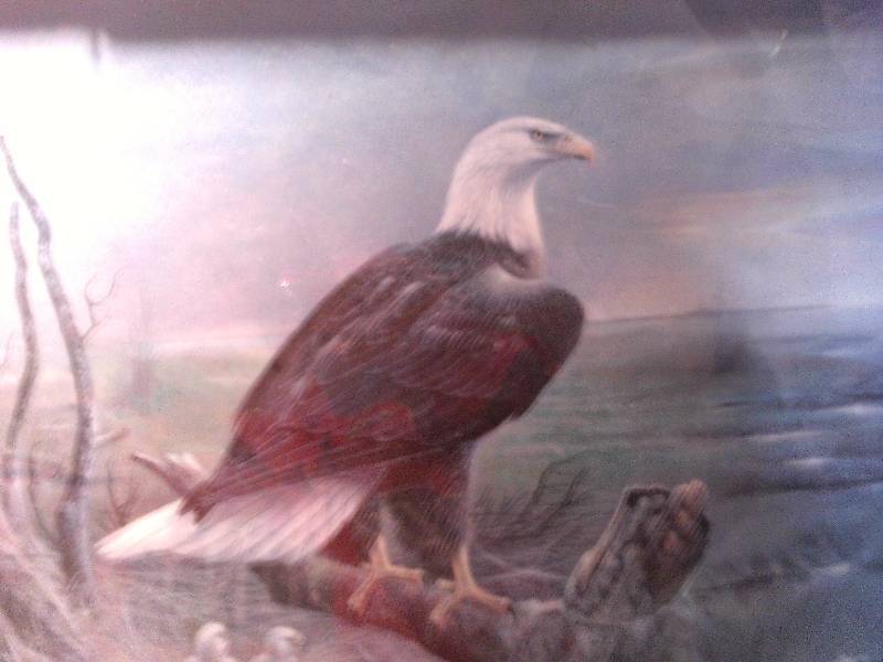 lot 23 image: EAGLE PICTURE