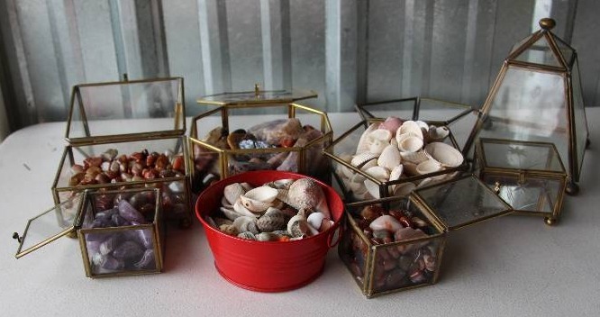Polished Stones, Shells & Shark Teeth in Glass Boxes