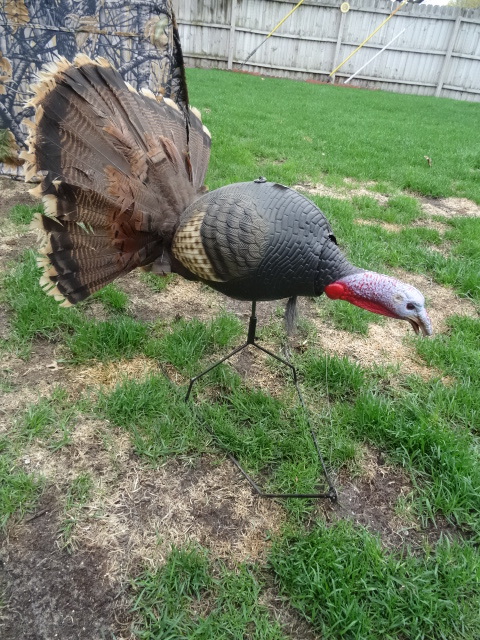 Turkey Decoy & More