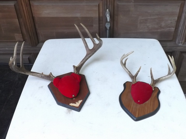 lot 66 image: 2 Authentic Deer Antler Trophy Mounts