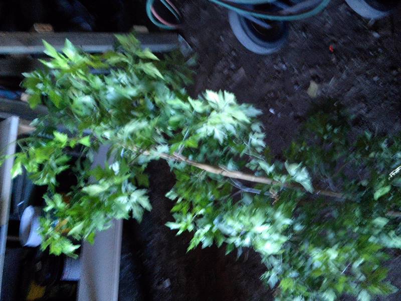 artificial tree in brass pot