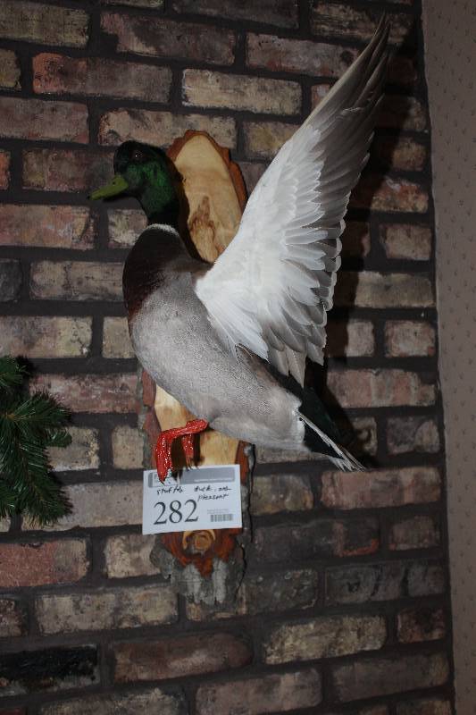 lot 282 image: Lot of (2) Mounted and Stuffed Animals Including Pheasant Duck
