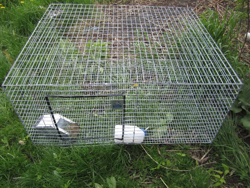 lot 371 image: Pet Lodge cage with feed and water ...