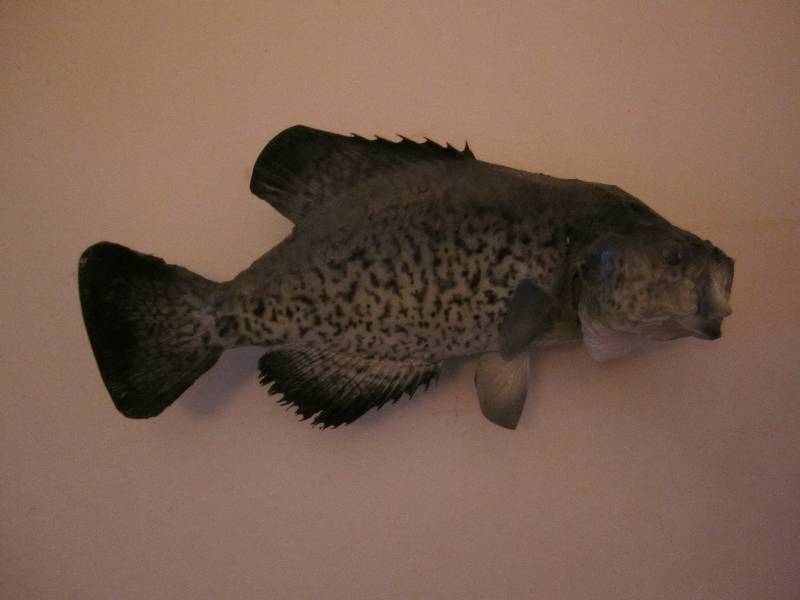 lot 97 image: 14 mounted fish...