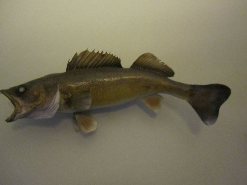 lot 98 image: 2 foot mounted fish...