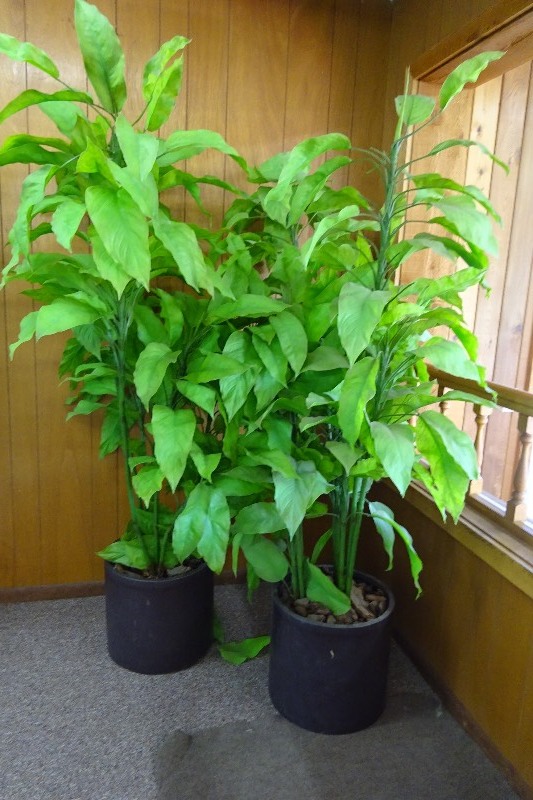 lot 186 image: 2 Pots of plants
