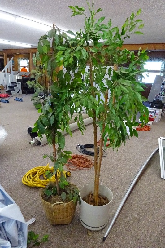 lot 188 image: 1 Pot plant Plastic