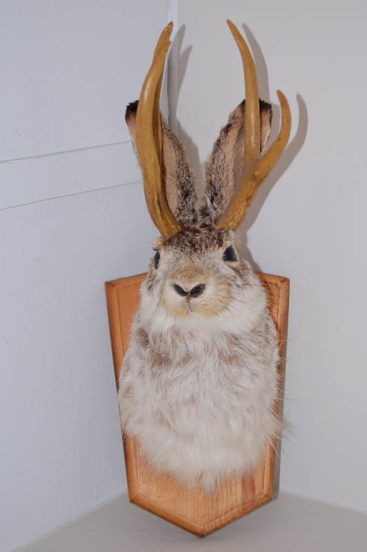lot 8 image: Jackalope