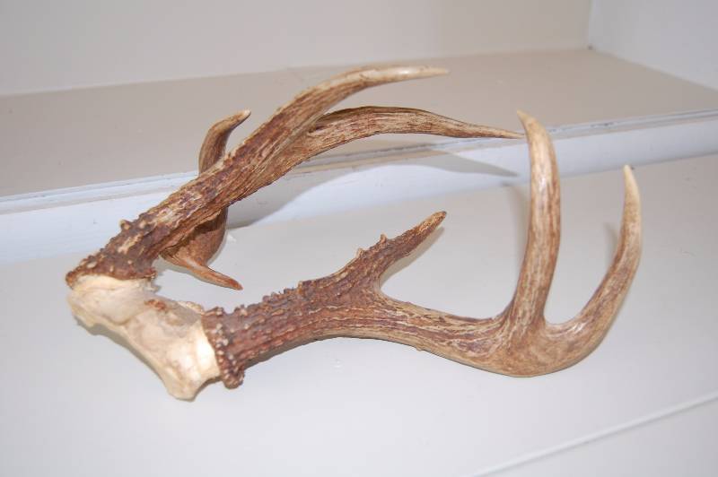 lot 9 image: Non Typical Buck Antlers