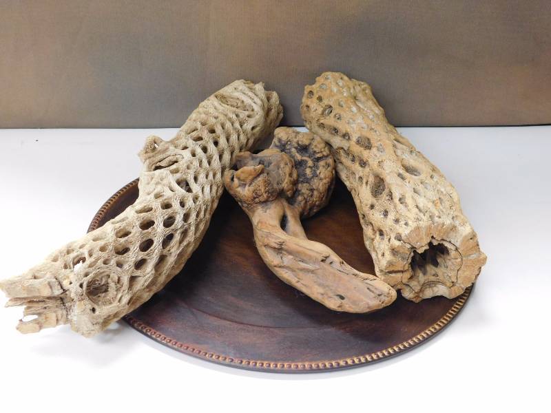 metal platter, decorative driftwood burl root and 2 pieces of skeletons from Cholla cactus