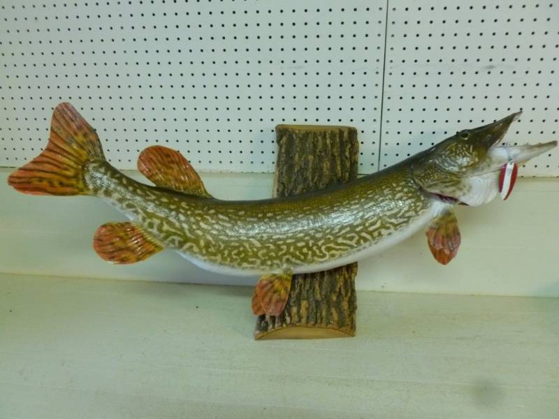 lot 251 image: Northern Pike Mount