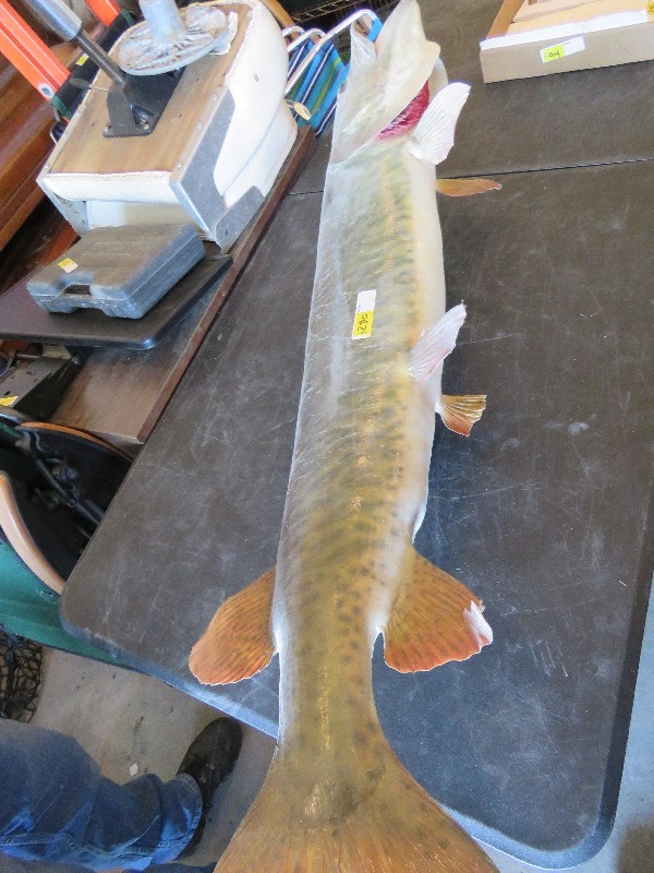 Mounted Musky