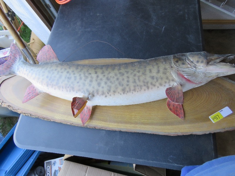 Musky mounted fish