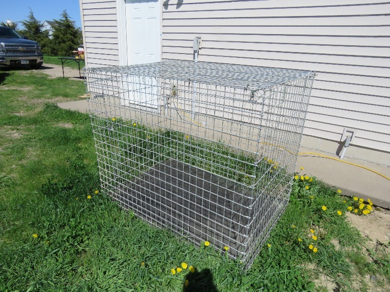Cage