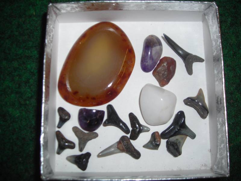Collection Of Polished Rocks -And- Shark Teeth ()