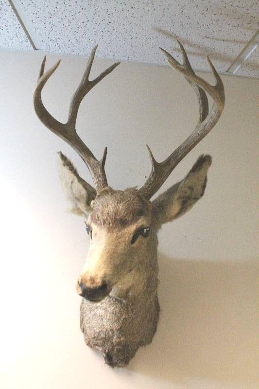 Deer Head