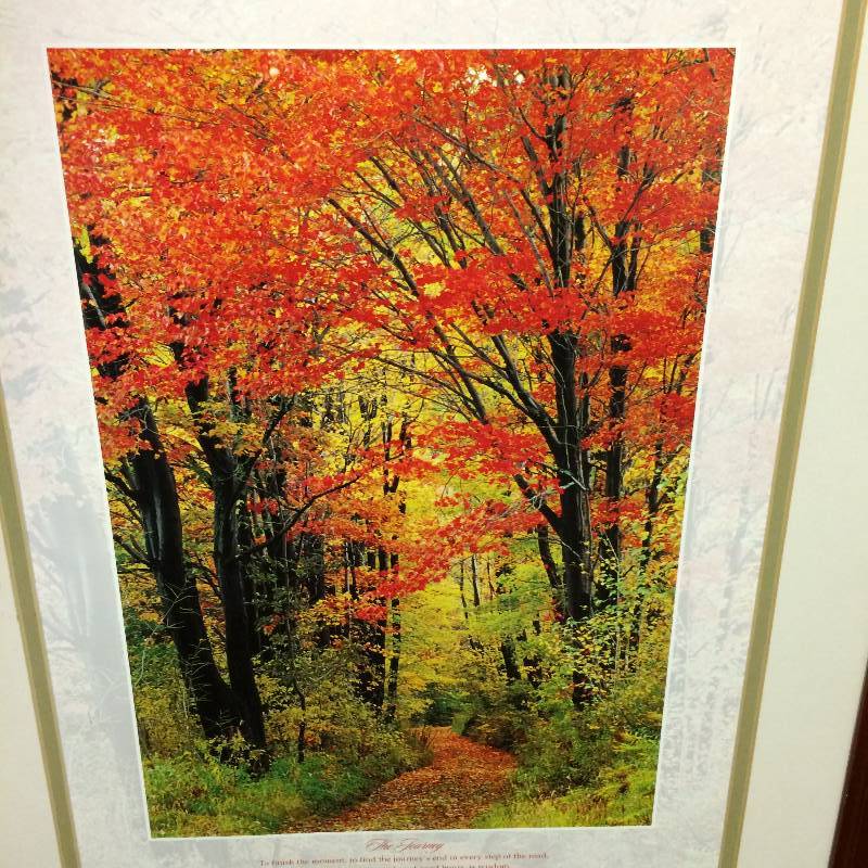 lot 37 image: Burst of Sun Leaves Picture