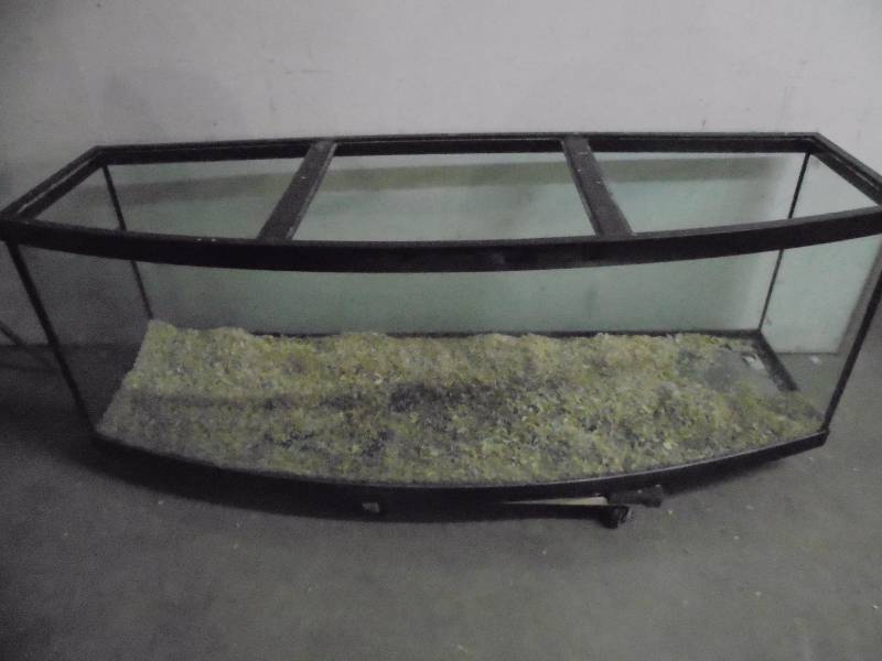 lot 46 image: Large 6FT Curved Glass Front Tank