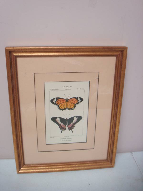 lot 32 image: Framed Butterfly Picture