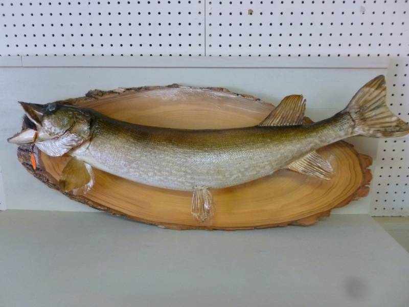 Northern Pike Mount