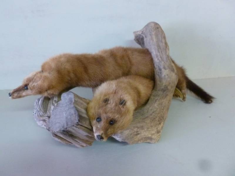 Mink On Driftwood
