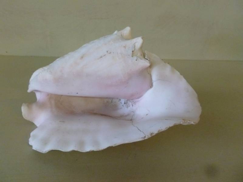 Seashell