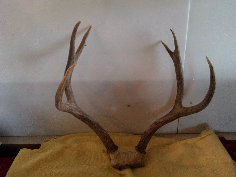 lot 2 image: 6 POINT BUCK RACK