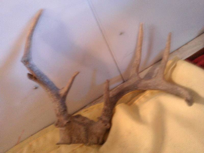 lot 20 image: 6 point deer buck rack