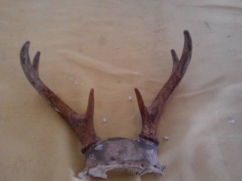 lot 22 image: 6 PT DEER RACK