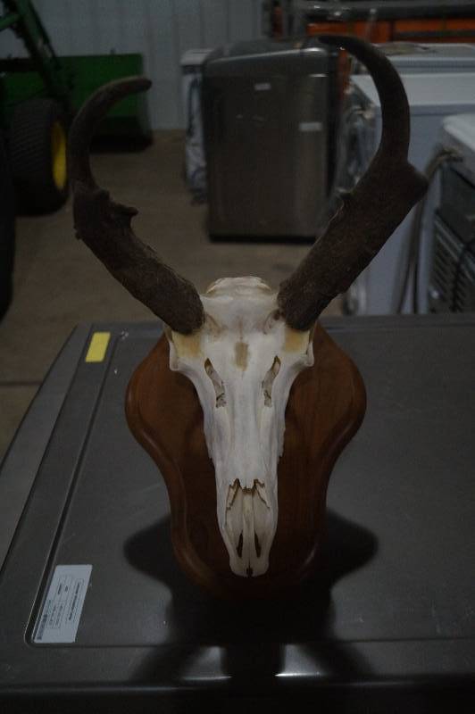 lot 15 image: European Antelope Skull Mount