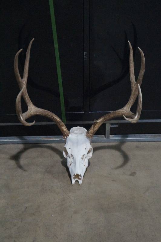 lot 16 image: European Mule Deer Skull Mount