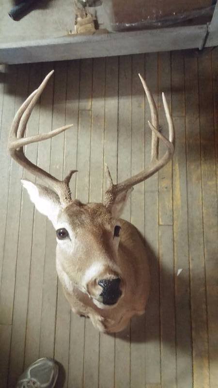 Mounted Deer Head