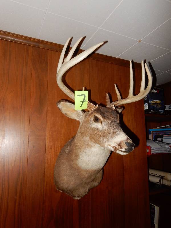lot 7 image: 12 pt Deer Head.. Very good shape.