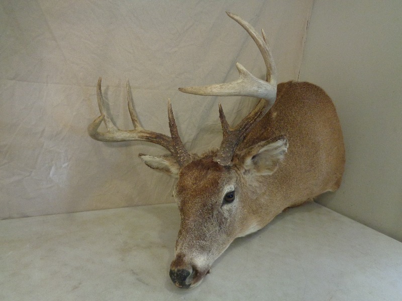 lot 2 image: Deer Mount