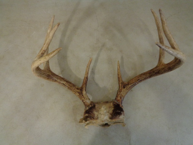 lot 3 image: Nice Set of Antlers