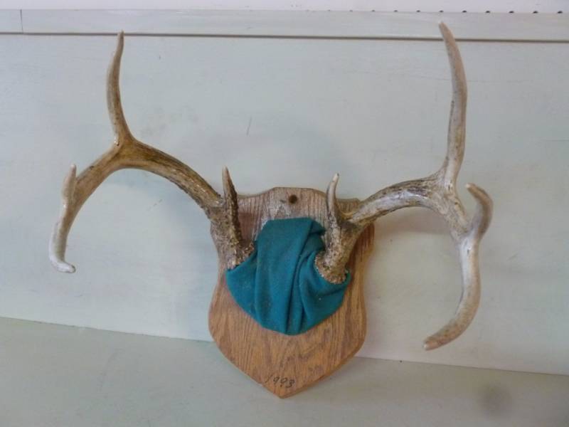 lot 65 image: Deer Antler