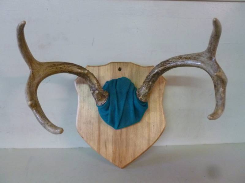 lot 66 image: Deer Antler