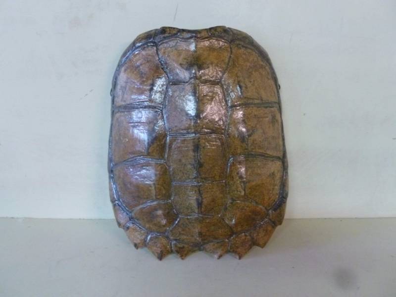 lot 273 image: Snapping Turtle Shell